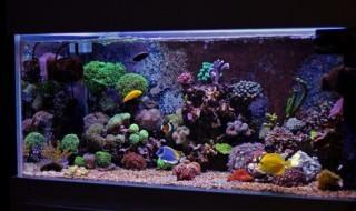 鱼缸水泵不出泡泡是怎么回事？鱼缸要怎么做清洁？