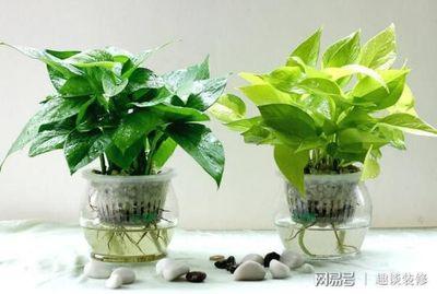 绿萝能除甲醛和异味吗，除甲醛最有效方法有哪些