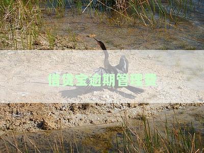 借贷宝逾期管理费合法吗