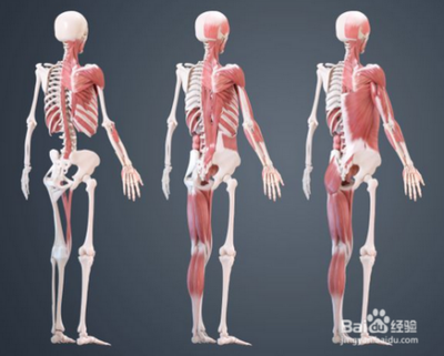 提高ZBrush骨骼雕刻技能的三个技巧