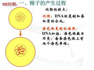 Edraw Max怎么制作细胞分裂过程图?
