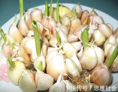 大蒜发芽了能吃吗?了解大蒜发芽后的食用安全 大蒜发芽了能吃吗?了解大蒜发芽后的食用安全