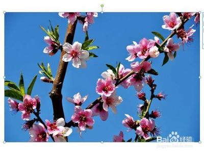 ppt2010怎么使用onekey插件给图片调色? ppt2010怎么使用onekey插件给图片调色?