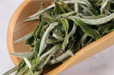白牡丹茶放多久口感最好 白牡丹茶放多年还能喝吗 白牡丹茶放多久口感最好 白牡丹茶放多年还能喝吗