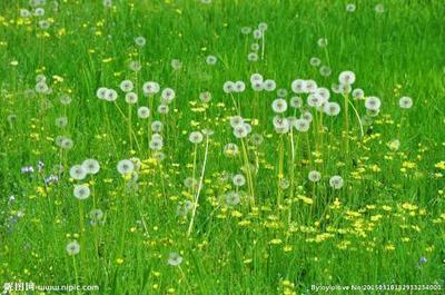 草地像什么写比喻句？以草地为主题的比喻句示例