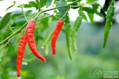 7月份可以种辣椒吗？7月播辣椒种多长时间能栽？