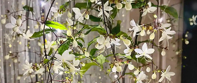 垂丝茉莉只长叶不开花怎么办？解决不开花的原因