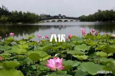 入伏喝什么汤？入伏喝羊汤好吗？