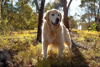 和宠物一起睡觉要注意什么？宠物睡姿有什么含义？