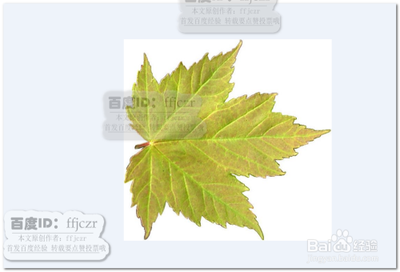 C4D树叶模型怎么添加贴图?