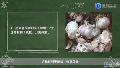 七月份可以种大蒜吗？七月份怎样种植大蒜才能发芽？