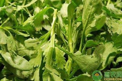 九月份可以种什么蔬菜？九月份适合种植什么蔬菜？