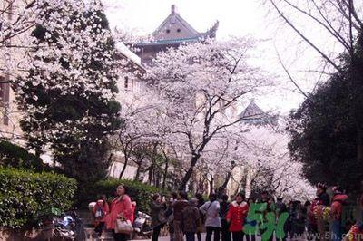 看樱花人太多了怎么办?武大樱花女神教你赏花攻略