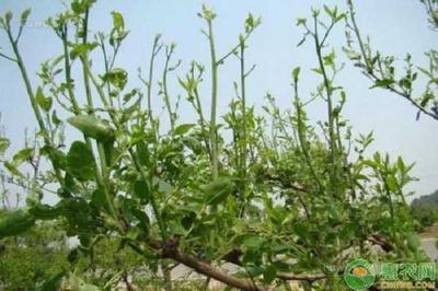 枣树什么时候移栽最好？枣树移栽的最佳时机与技巧