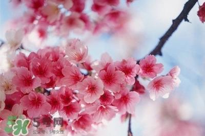 樱花盛开在几月份呢 樱花有什么作用呢
