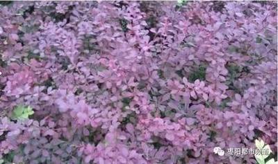 石楠花是什么梗 石楠花的味道是什么梗