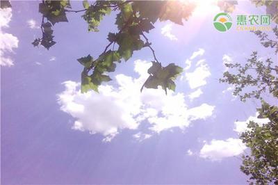 三伏天最热是哪个伏天？三伏天哪伏最热