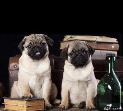 舔狗是什么心理 舔狗是骂人的话吗