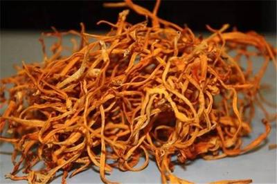 虫草会跑吗 虫草会变成虫子吗 虫草会跑吗 虫草会变成虫子吗
