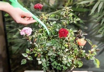 玫瑰花水养怎么养不蔫 玫瑰花水养能养几天