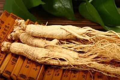 白参可以天天泡水喝吗 白参可以泡酒吗