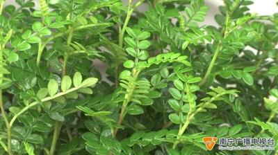 迷迭香有驱蚊的作用吗 迷迭香驱蚊效果好吗