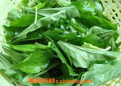 车前草的功效与作用 车前草的禁忌
