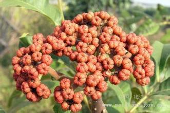 吴茱萸会中毒吗 吴茱萸会拉肚子吗