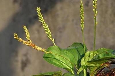 车前草会过敏吗 车前草会拉肚子吗