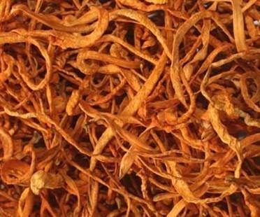 虫草花是干嘛的 虫草花是哪里的特产