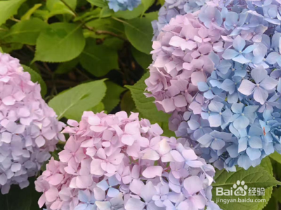 浇花是早上还是晚上 浇花什么时候浇 浇花是早上还是晚上 浇花什么时候浇