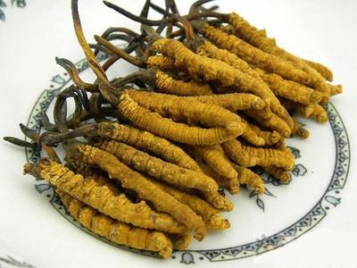 冬虫夏草可以空腹吃吗 冬虫夏草儿童可以吃吗 冬虫夏草可以空腹吃吗 冬虫夏草儿童可以吃吗