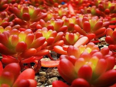 什么是多肉植物呢 多肉植物有什么特点呢