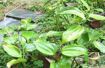 土党参有什么营养价值呢 土党参有什么作用呢