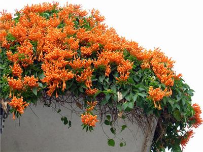 炮仗花的花语是什么呢 炮仗花的种植需要注意什么呢
