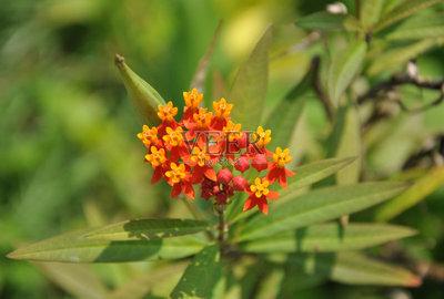 马利筋是一种什么植物呢 马利筋有什么作用呢