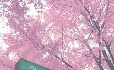 秋天早上能吃姜吗？秋天喝什么蜂蜜好？