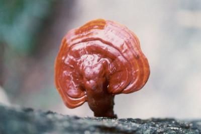 灵芝是热性还是凉性 灵芝是蘑菇的一种吗