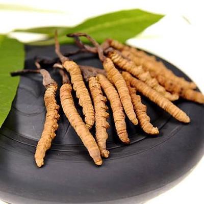 冬虫夏草生在在哪里呢 冬虫夏草的市场价格是多少呢