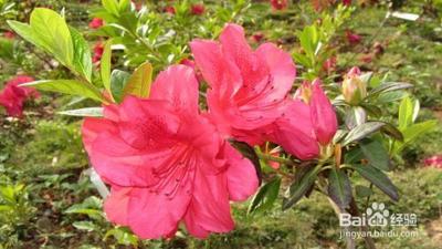 蚊子怕什么植物 蚊子怕什么