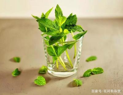 薄荷怎么晒干保存 薄荷晒干了有什么作用 薄荷怎么晒干保存 薄荷晒干了有什么作用