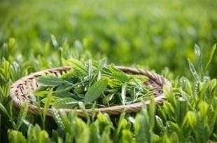 绿茶有减肥的效果吗 绿茶怎么喝可以减肥