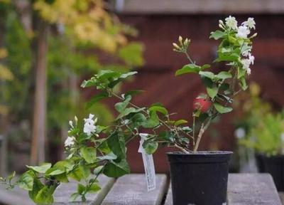 茉莉花的花语是什么呢 茉莉花生长在什么环境里呢 茉莉花的花语是什么呢 茉莉花生长在什么环境里呢