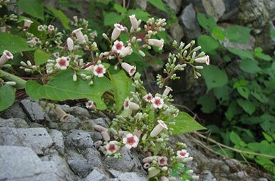 鸡屎藤有什么用途 鸡屎藤是中药吗