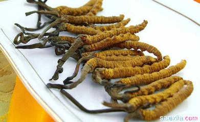 冬虫夏草的作用与功效 冬虫夏草的吃法怎样最好