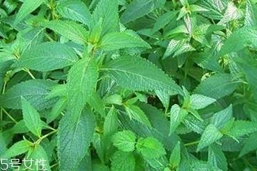 鸡骨草的功效与作用 鸡骨草孕妇可以喝吗