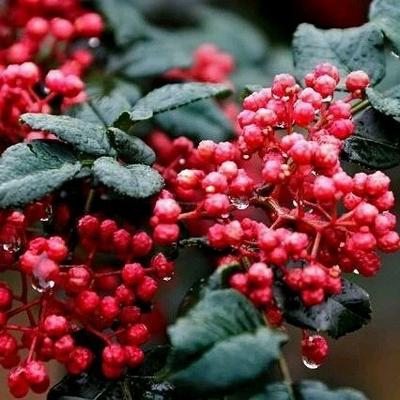 大红袍花椒好不好 大红袍花椒适合做什么菜