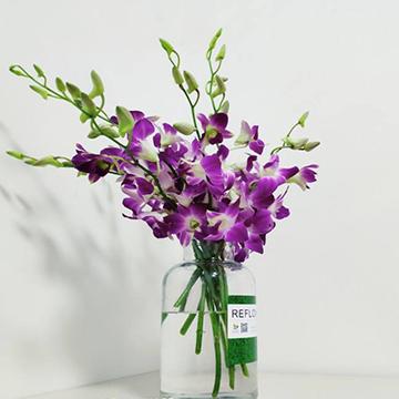 万代兰的花语是什么呢 万代兰的花期在什么时候呢