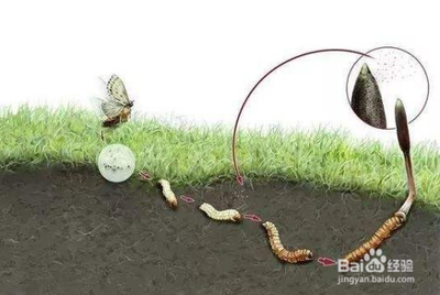 什么是冬虫夏草呢 冬虫夏草有什么作用呢