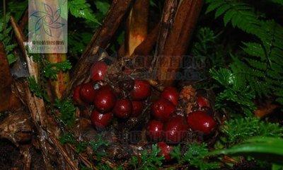 草果会上瘾吗 草果的副作用和禁忌